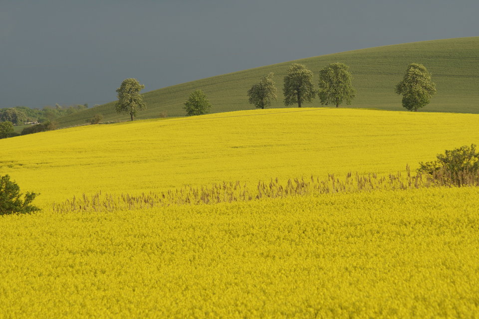 kwitną kasztany - marquiz