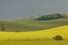 a na polach wiosna hasa
