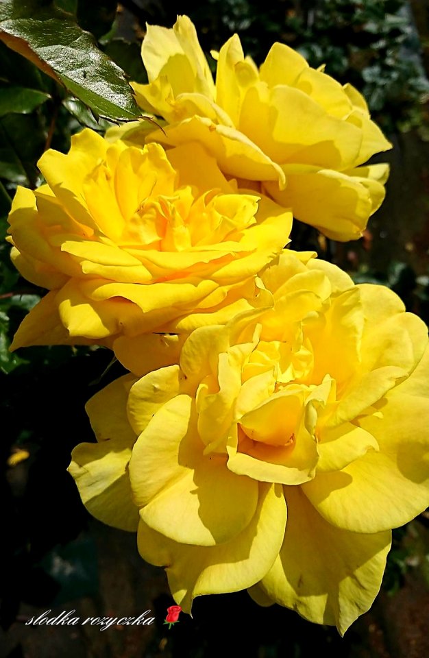 🌞🌼🌞🌞 - Slodka_Rozyczka