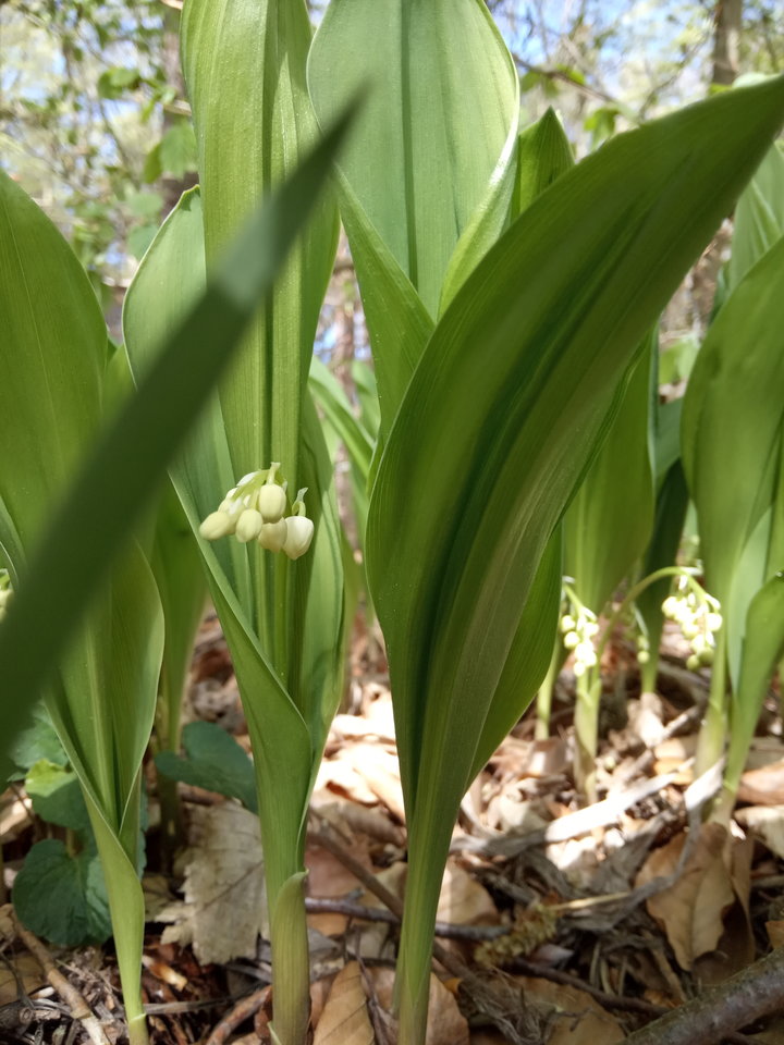 IMG_20190503_110435.jpg - czarna197712