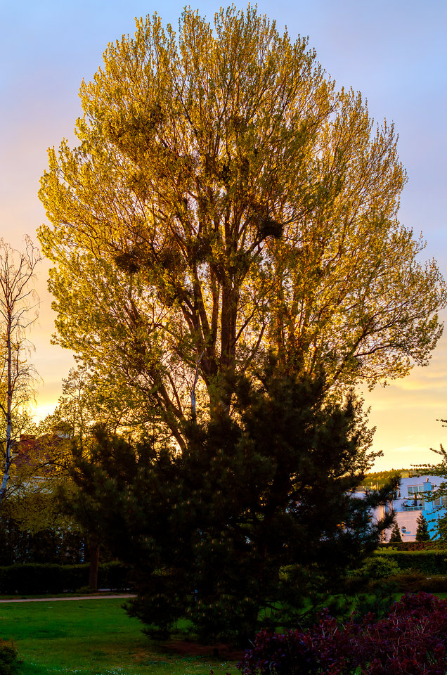 W promieniach zachodzącego słońca - mystic