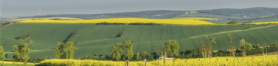 zielone Morawy - marquiz