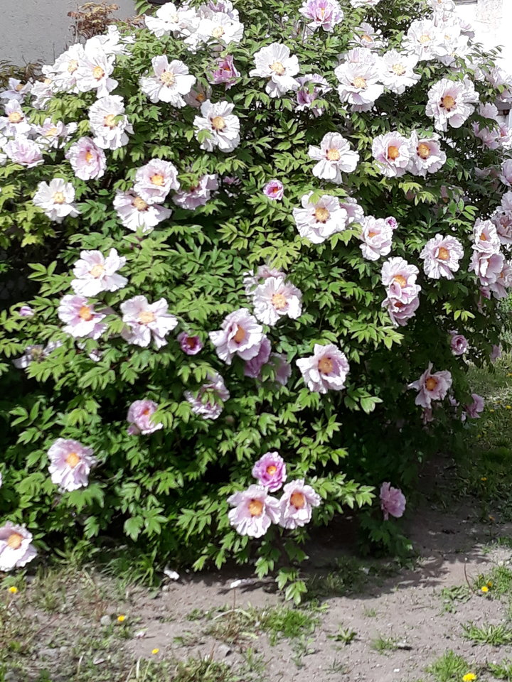 20190506_151200.jpg - Floria333