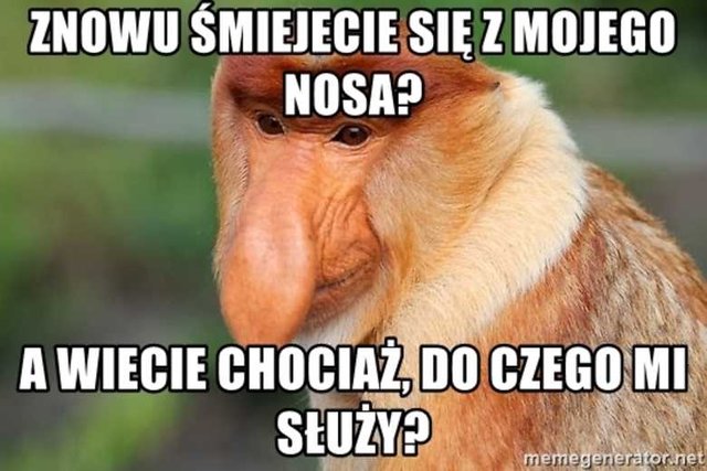 Kojarzysz-memy-z-ta-malpa-Tlumaczymy-dlaczego-nosacze-sundajskie - Violka734567_8