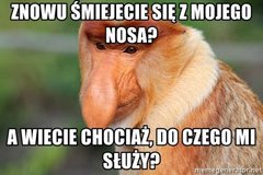 Kojarzysz-memy-z-ta-malpa-Tlumaczymy-dlaczego-nosacze-sundajskie