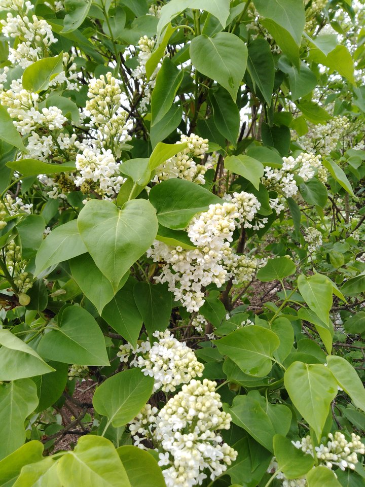 IMG_20190509_165841.jpg - Przemodkl79