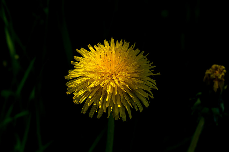 Mniszek w półcieniu - mystic