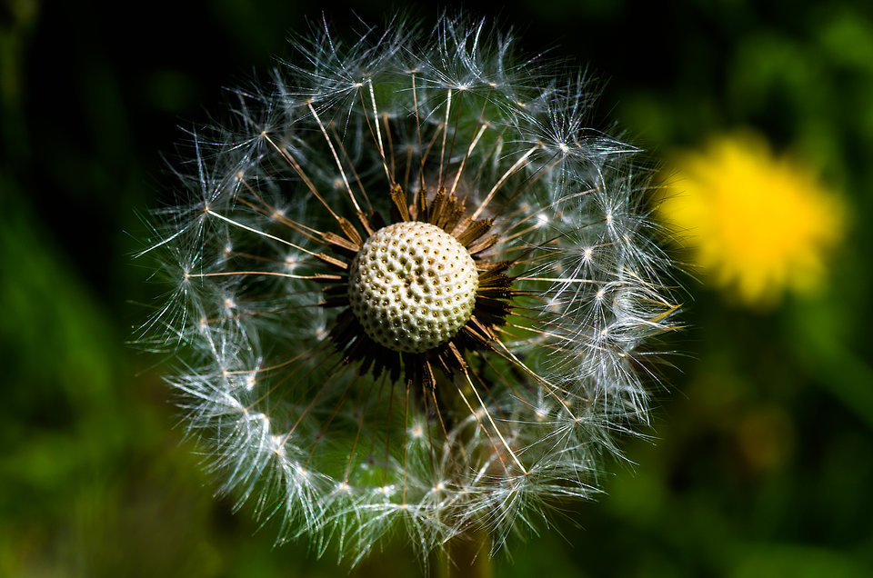 Mniszek po przemianie :) - mystic