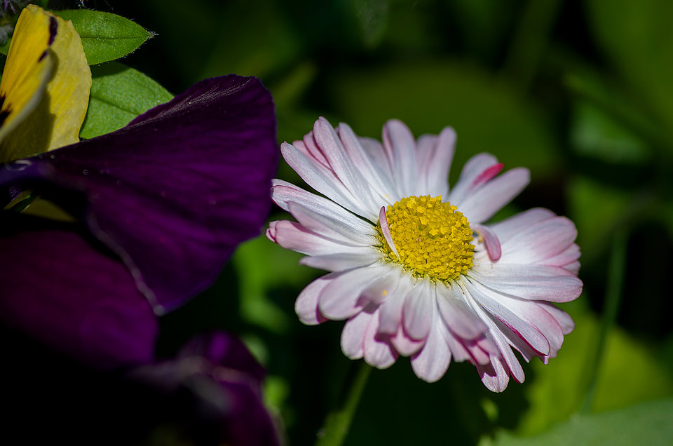 Gdzieś tam w trawie - mystic