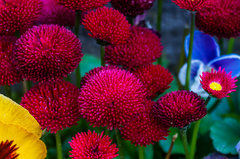 Czerwone szaleństwo