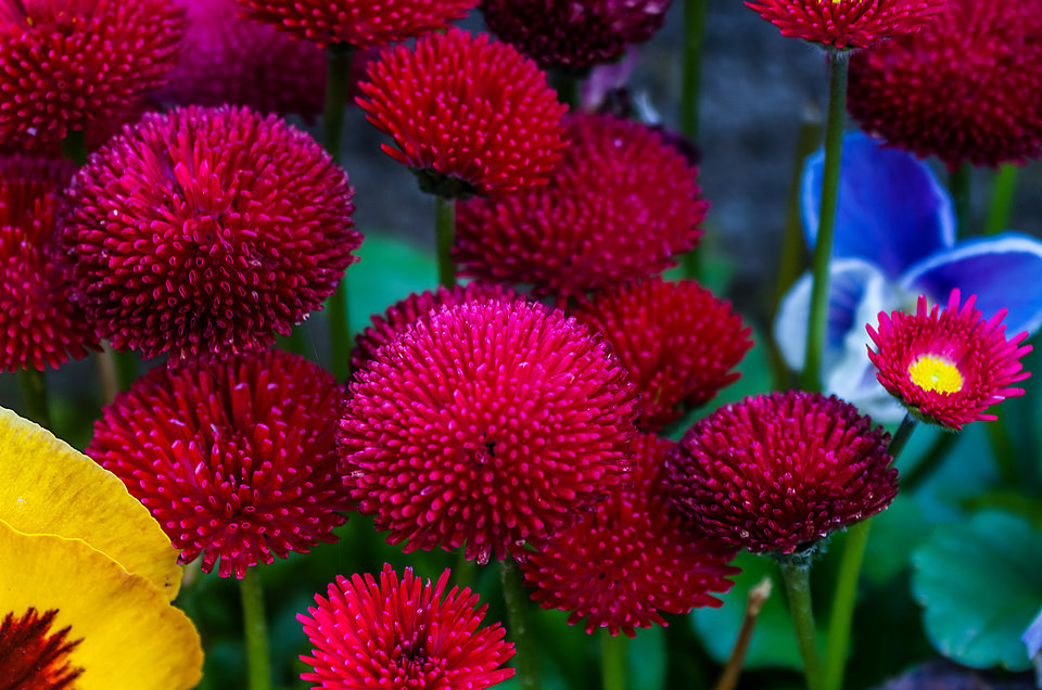 Czerwone szaleństwo - mystic