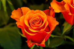 Sezon na róże otwarty ;)