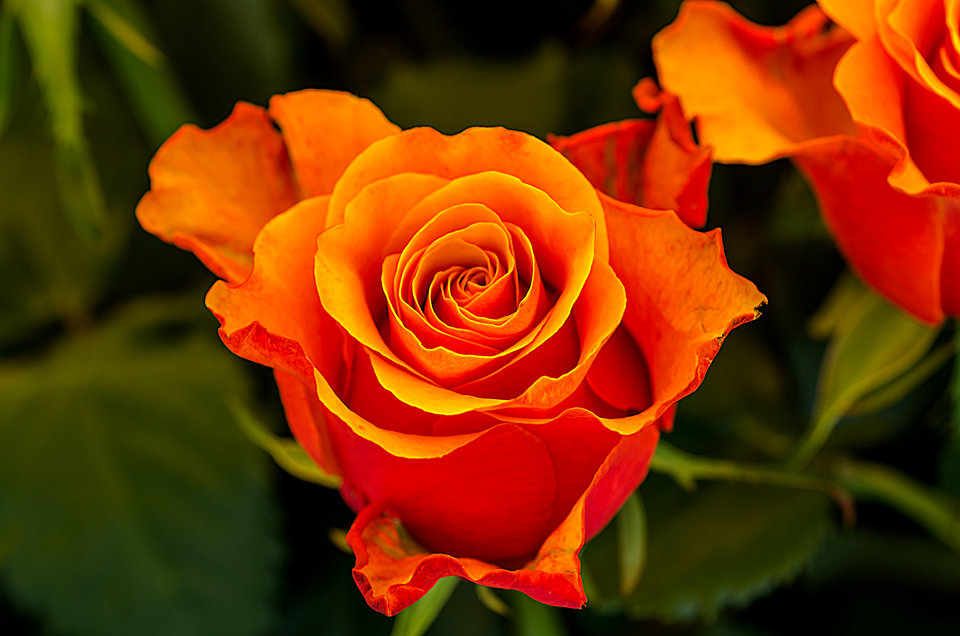 Sezon na róże otwarty ;) - mystic