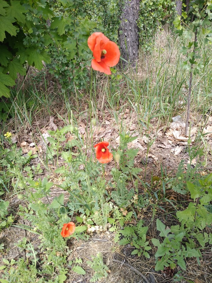 IMG_20190514_130605998.jpg - kostek1234