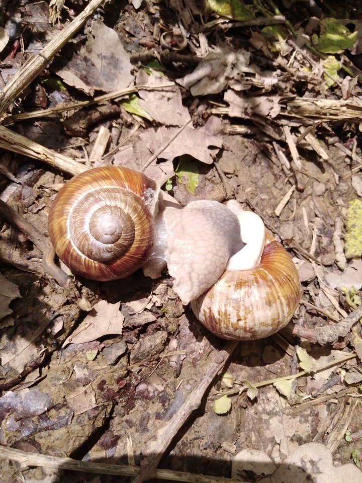 winniczki.jpg - demon13