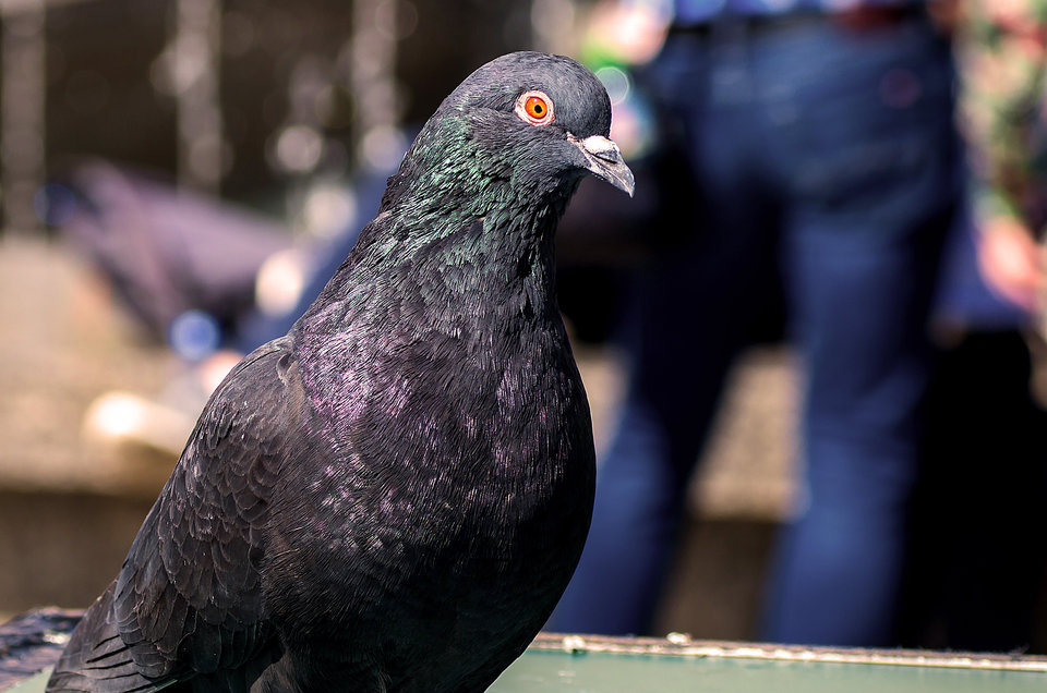 Kolejna ptaszyna :) - mystic