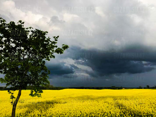 🌻🌻🌻 - Duzamisia42