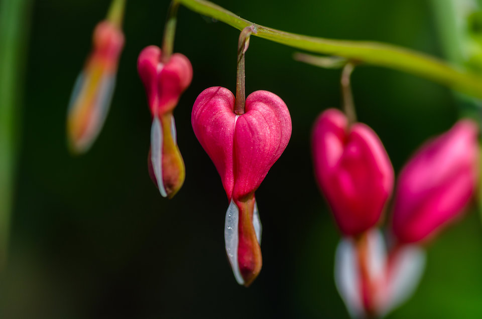 Tylko przyroda okaże prawdziwe serce - mystic