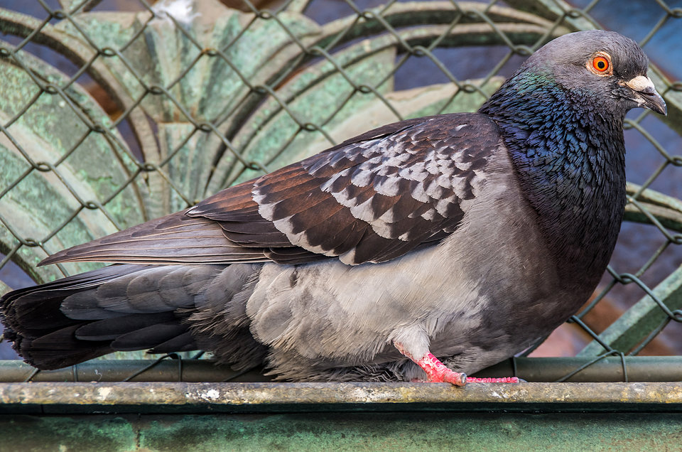 Kolejny do kolekcji - mystic