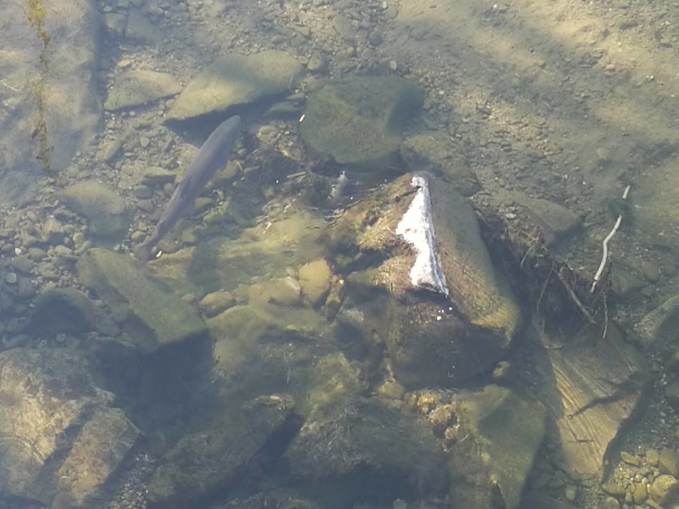 57652709_130475058062441_1154908790269673472_n.jpg - czarus34