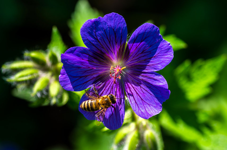 Z pszczołą - mystic