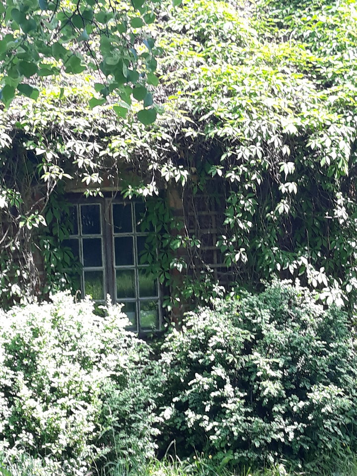 20190525_124402.jpg - Floria333