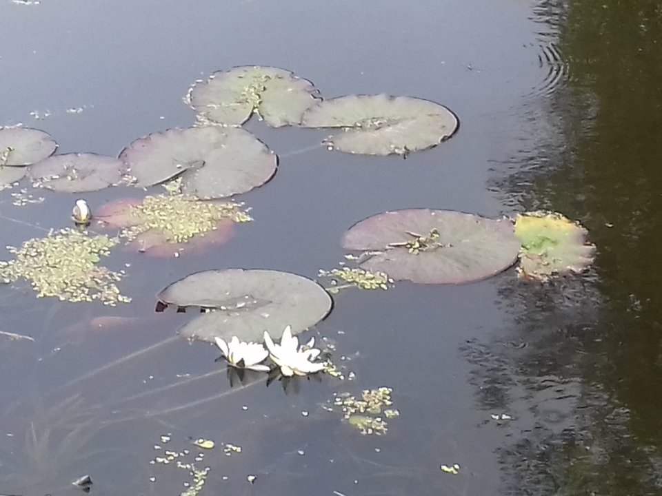 20190526_161659.jpg - torii99