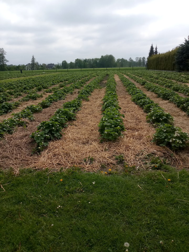 20190516_133744.jpg - ewawojtek8074