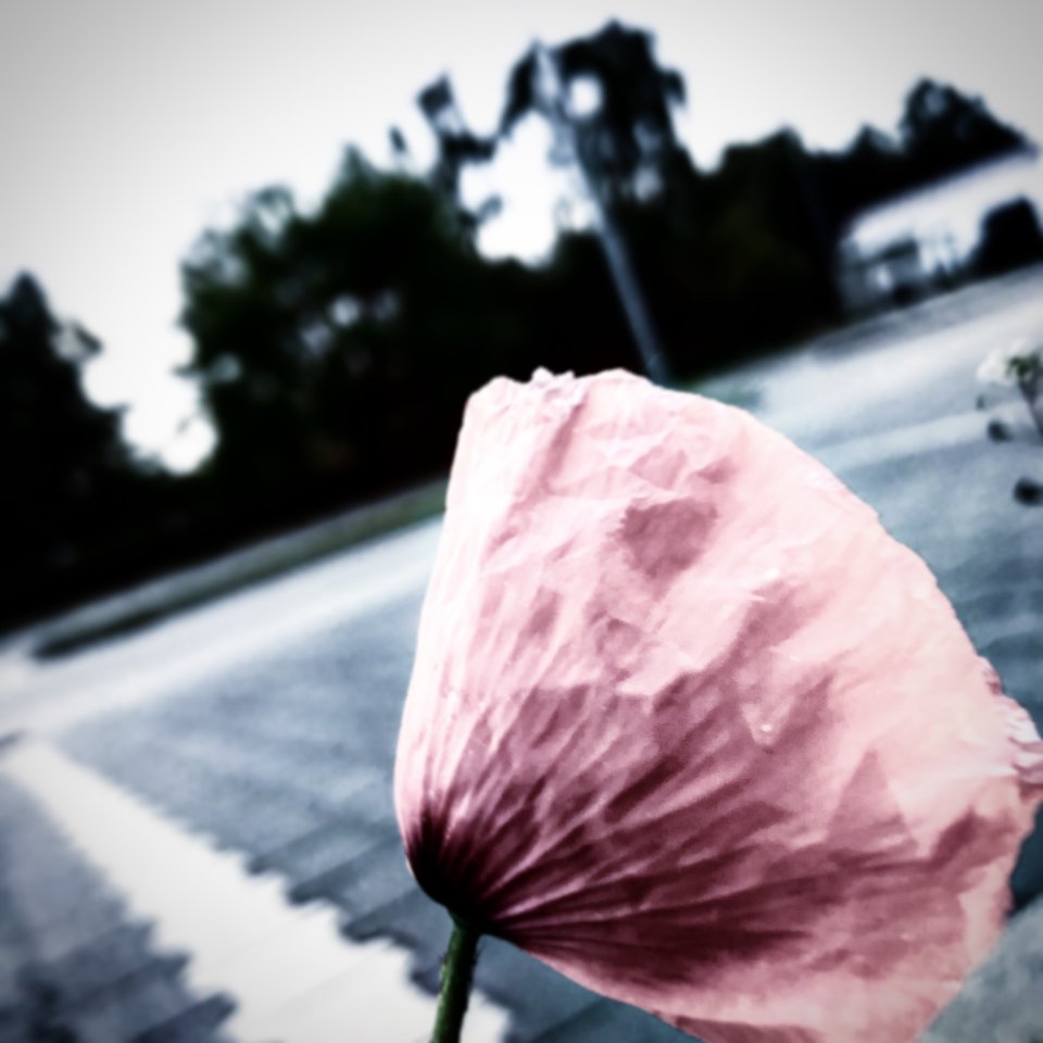 37898B32-8AF9-4295-A44A-29DA4FA8F21B.jpeg - Mekagojiranogyakushu
