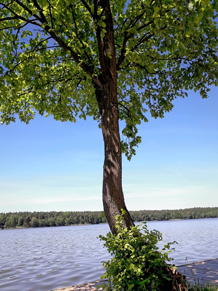 20190531_134029.jpg - Alien65