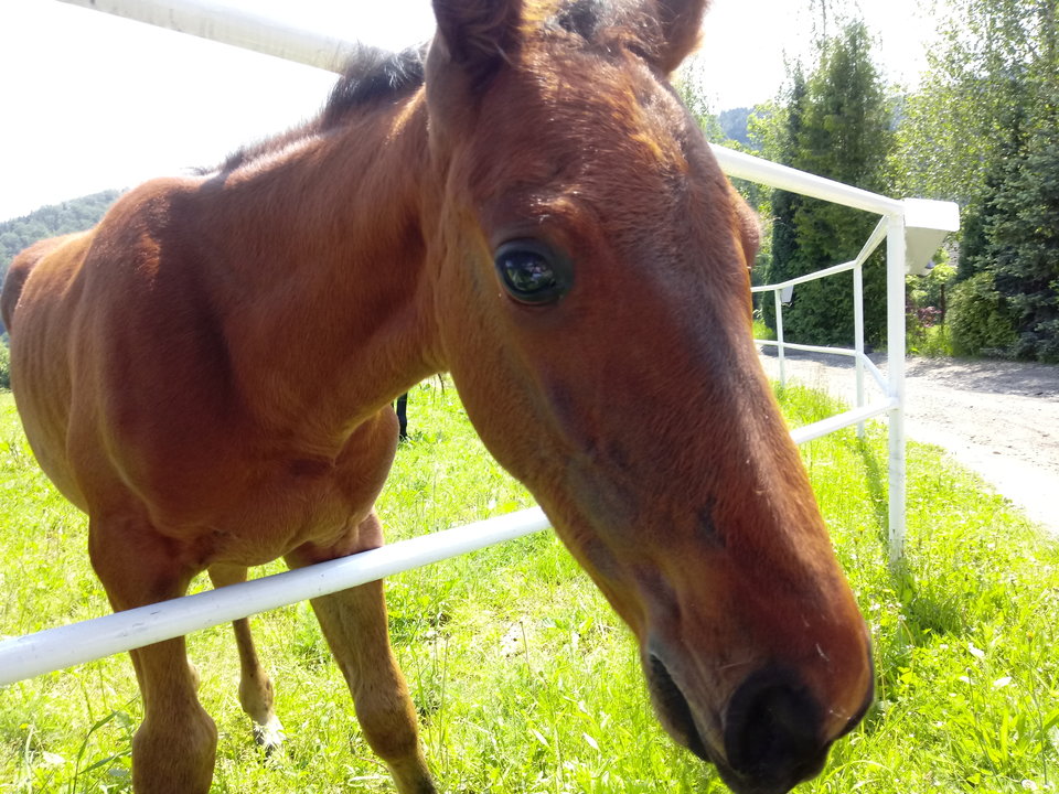 IMG_20190602_103935872531890.jpg - bartekkra766