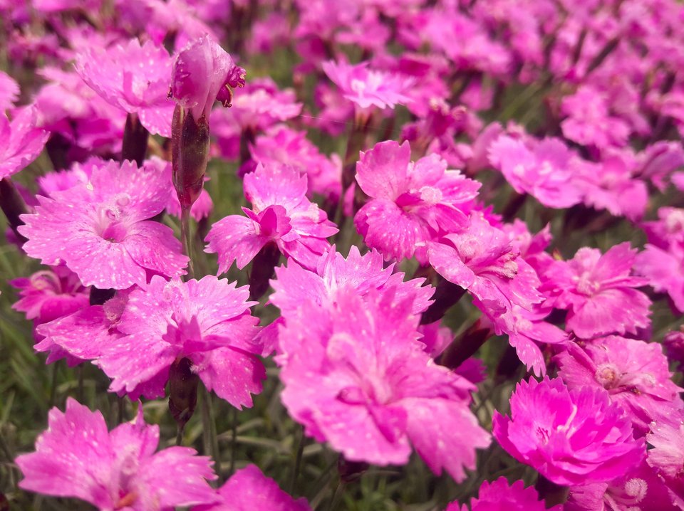 Ogród205.jpg - Arczi38