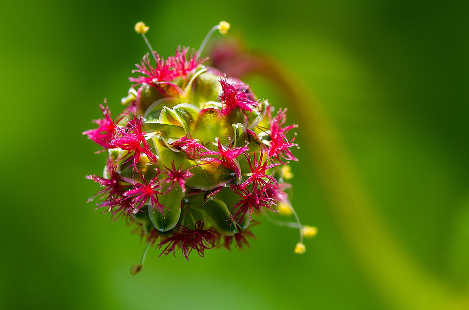 Mała kulka - mystic