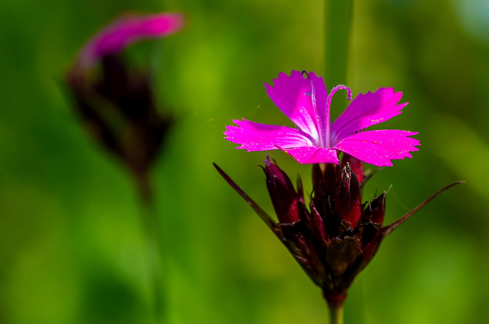 Małe a cieszy - mystic