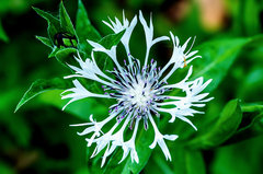 A miał być chabrowy