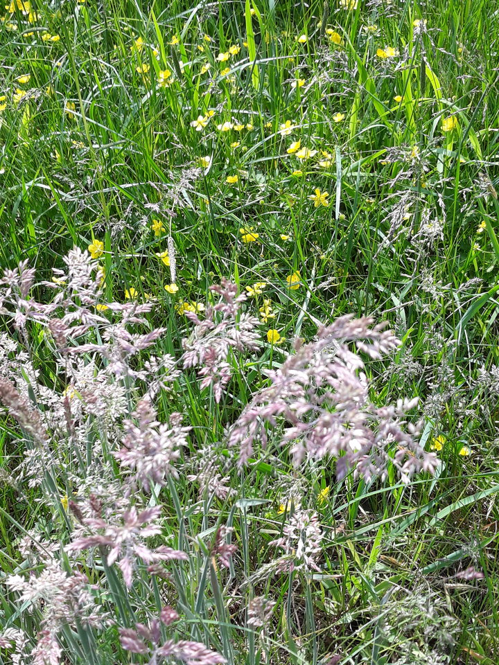 20190525_134254.jpg - Floria333