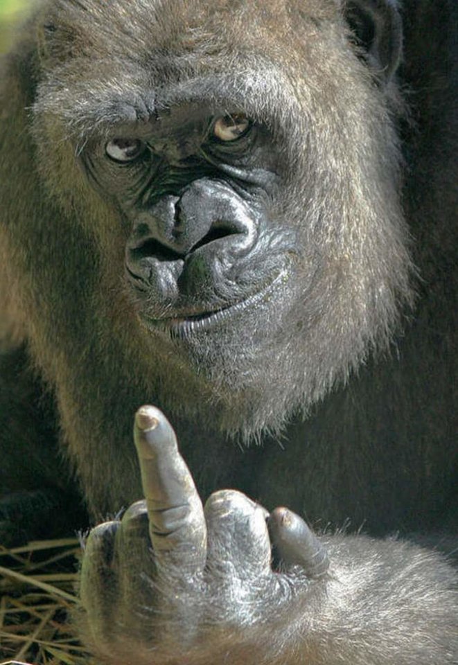 FB_IMG_1558539220585.jpg - Emil32