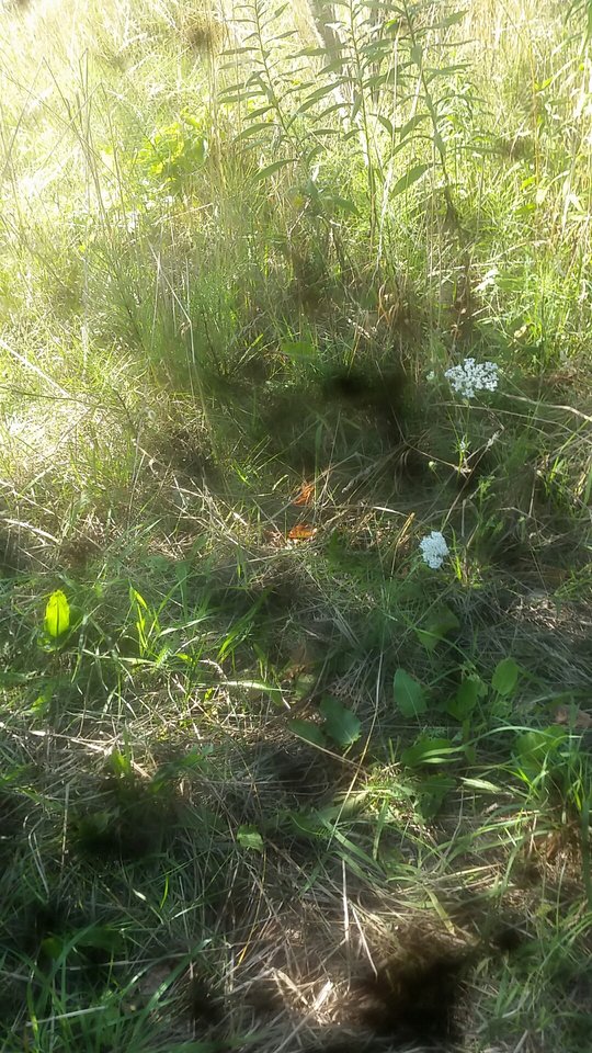 20180730_170434.jpg - zetygrys1983