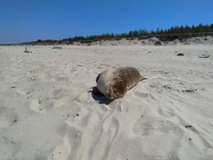 03.06.2019 Piaski (2).jpg