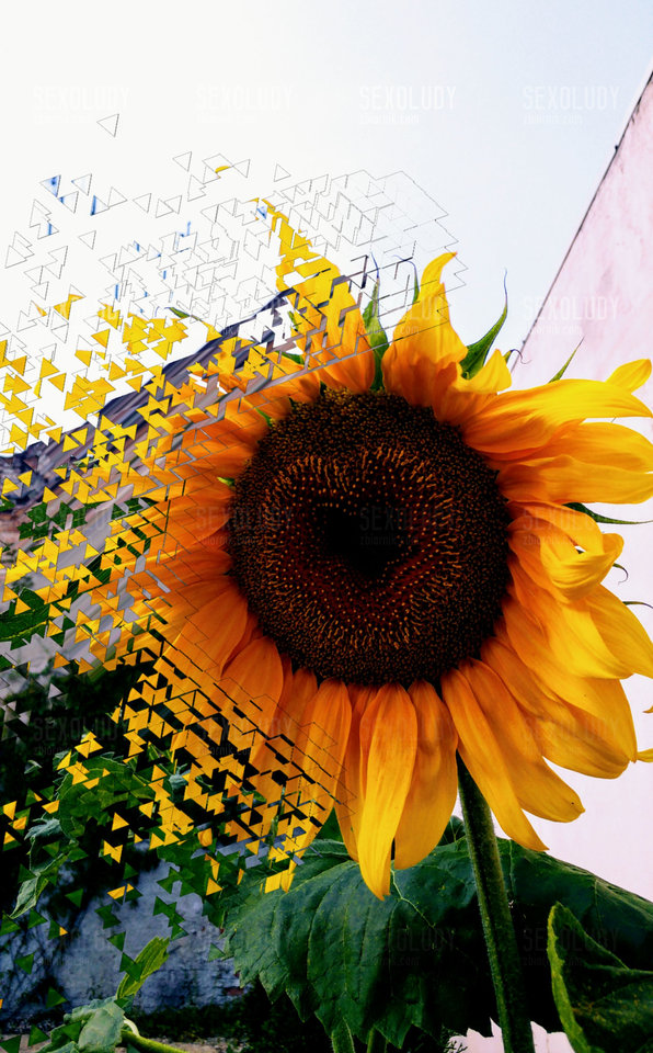 Slonecznik.jpg - Sexoludy