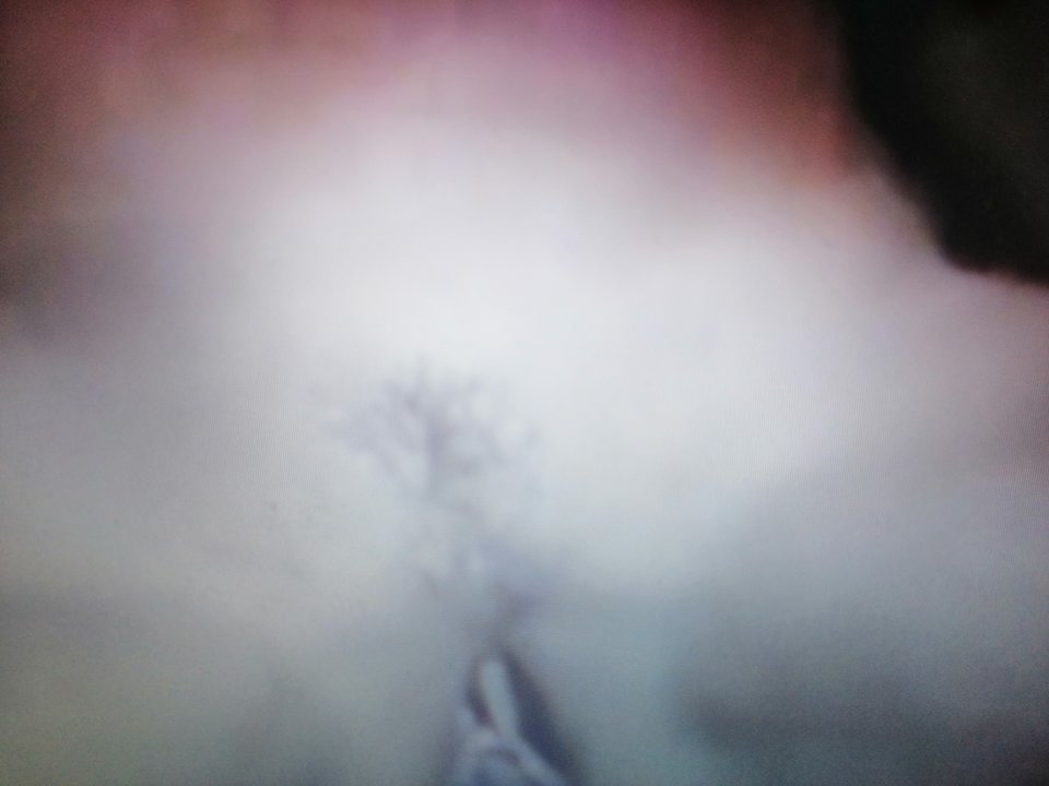 IMG_20190604_155159.jpg - 12jm