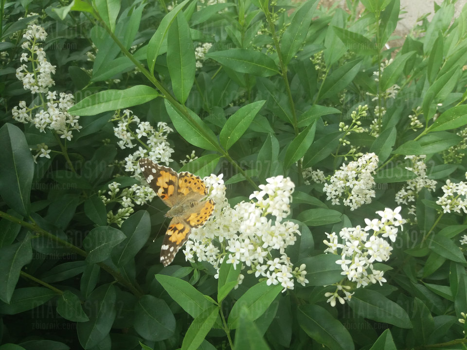 20190606_130433.jpg - malgos1972