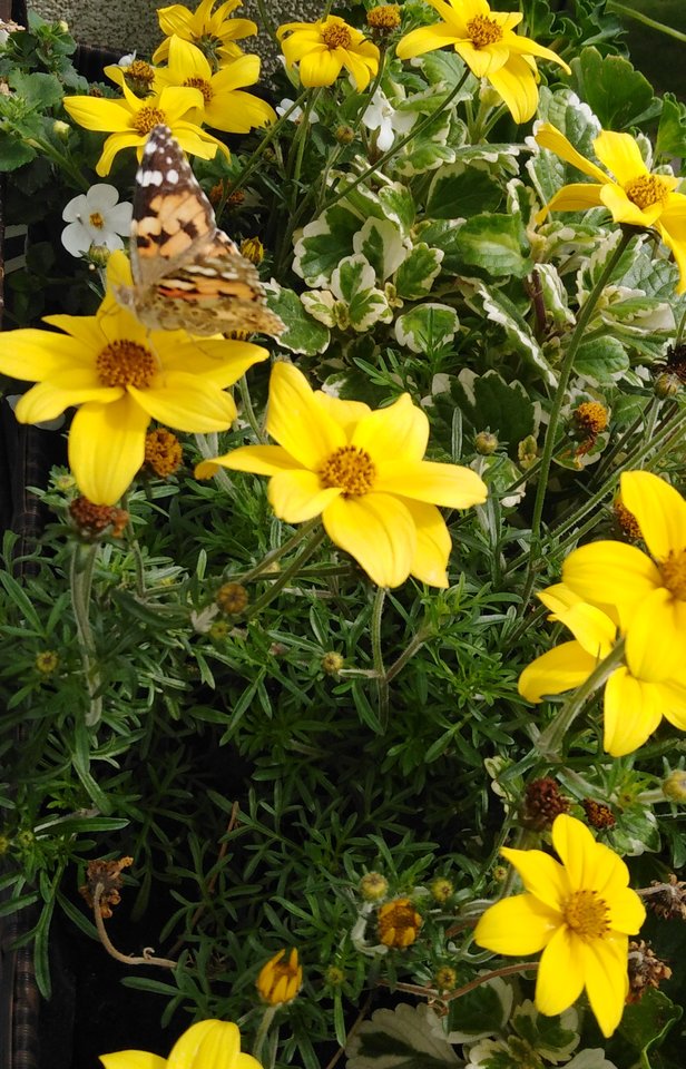 IMG_20190607_102113.jpg - Frelka_ze_wsi