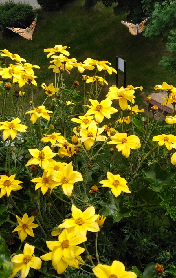 IMG_20190607_151023.jpg - Frelka_ze_wsi