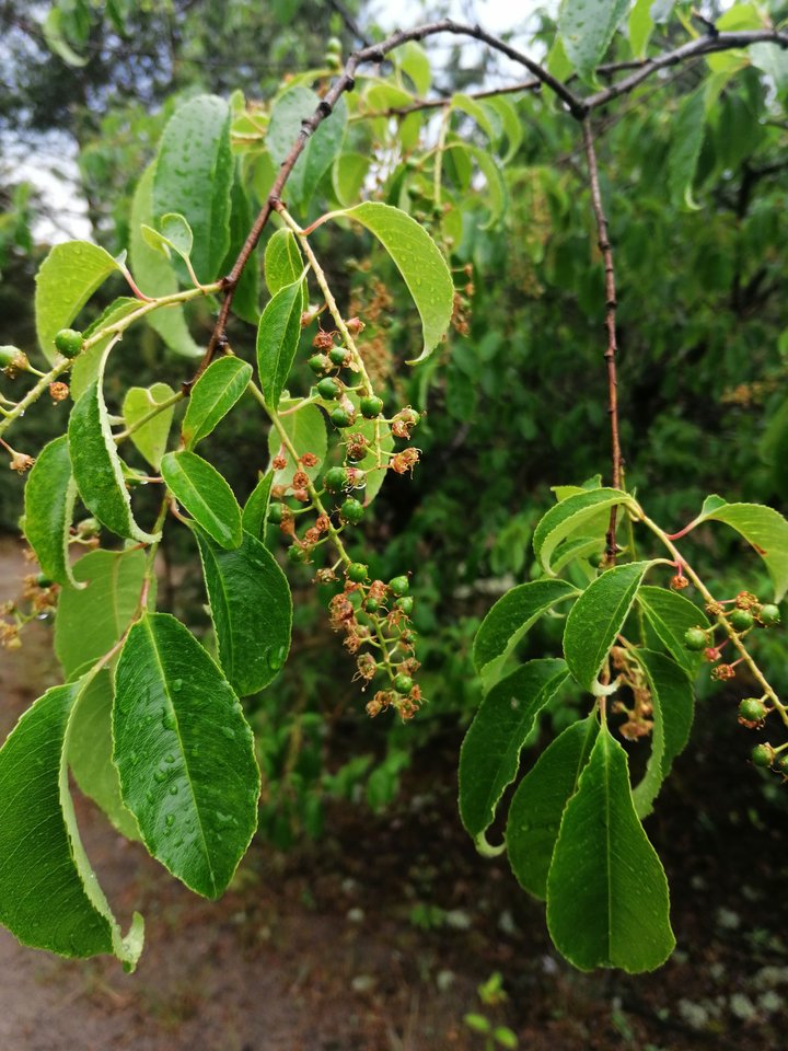 IMG_20190607_180926.jpg - Totylkosex2