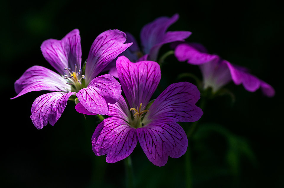 W półcieniu - mystic