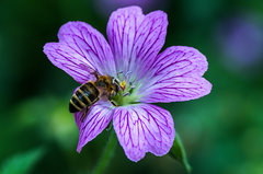 Miód sam się nie zrobi