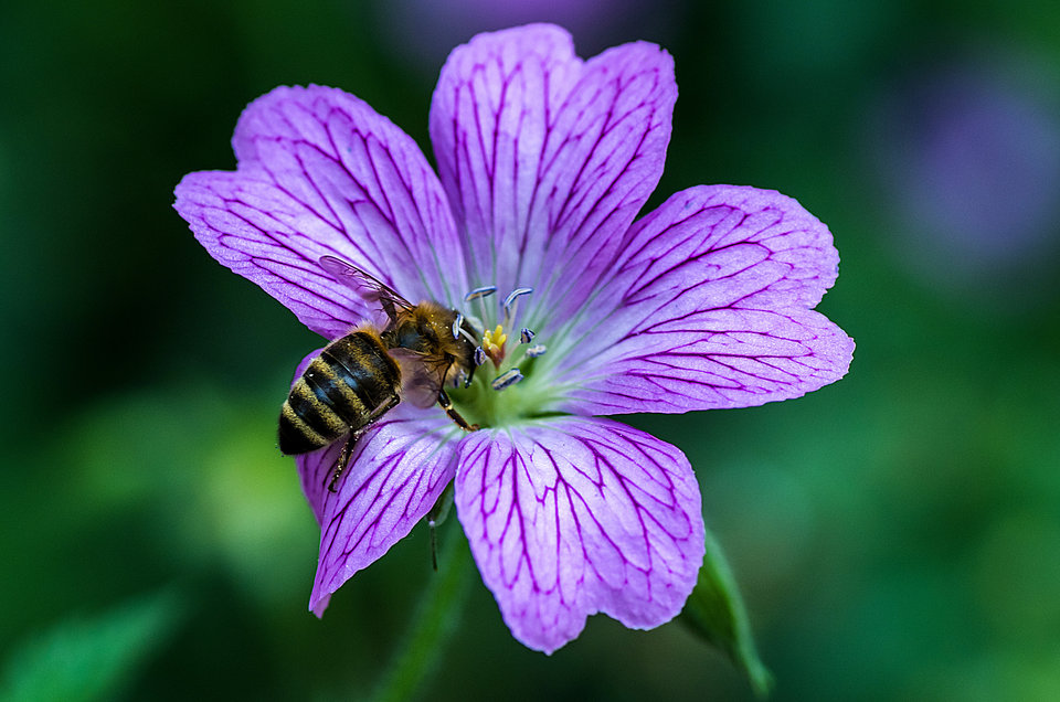Miód sam się nie zrobi - mystic