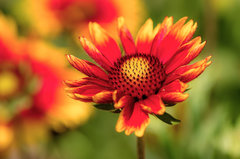 To lato - czy jeszcze wiosna???