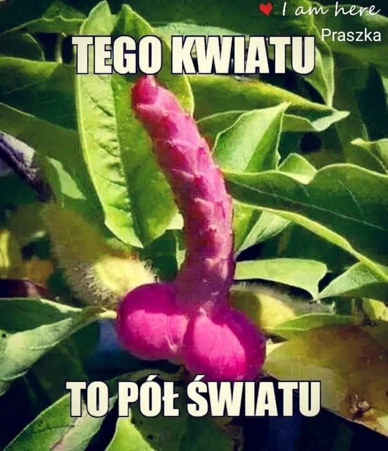 FB_IMG_1560102701540.jpg - Emil32